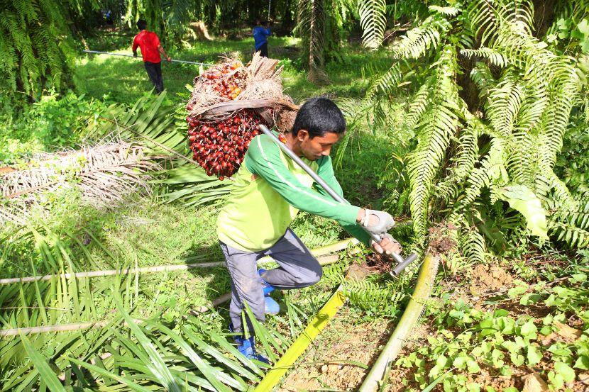 palm oil plantations