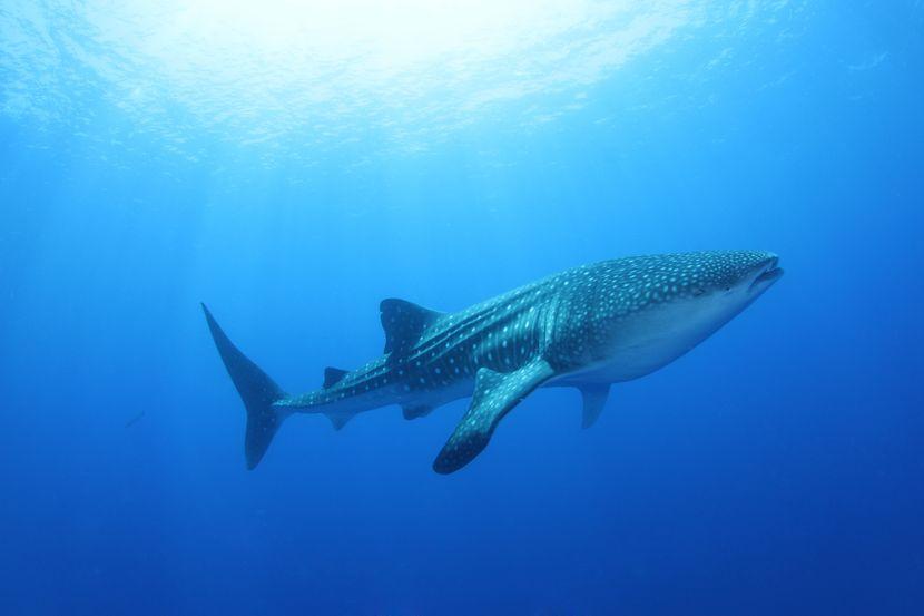 whale shark in mafia island 