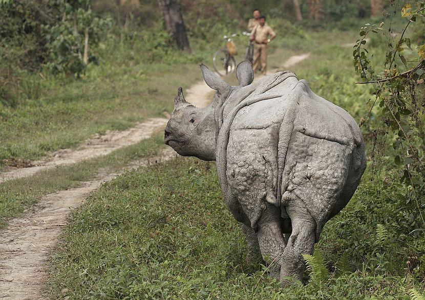 Rhino and park rangers