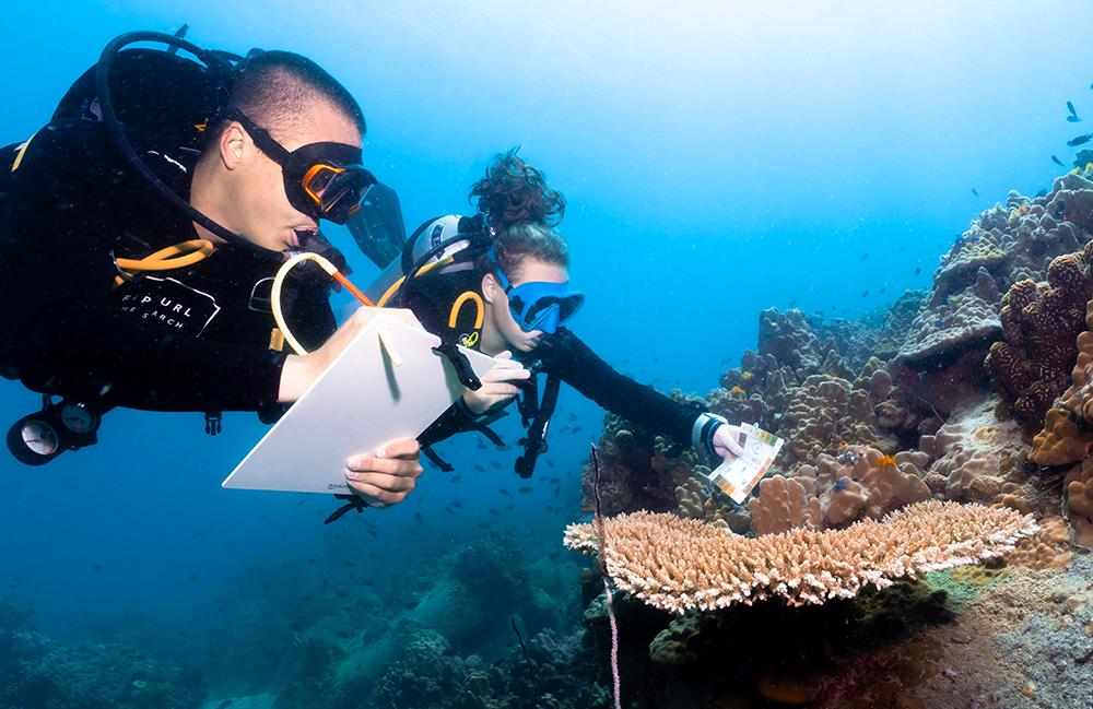 Coral Conservation Dive Program
