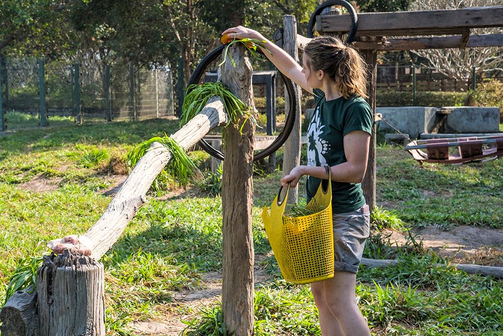 Scattering Food Enrichment at the Laos Wildlife Sanctuary