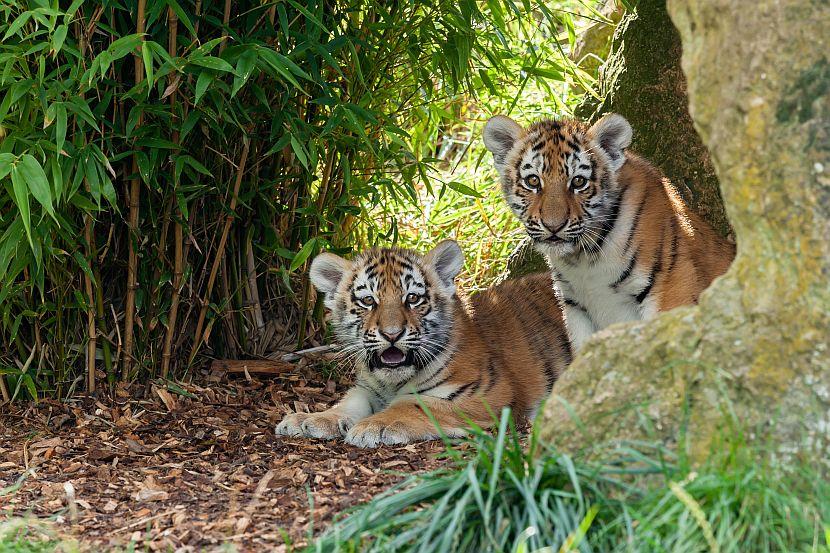 Tiger Cubs