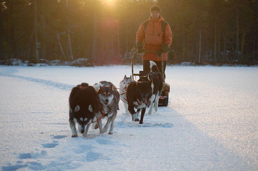 Finland Husky Sled