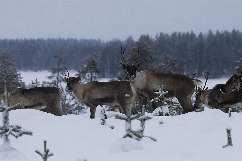 Finland Reindeer