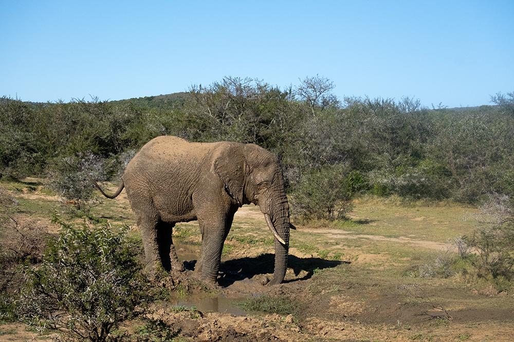 Game Drives Amakhala Conservation Project