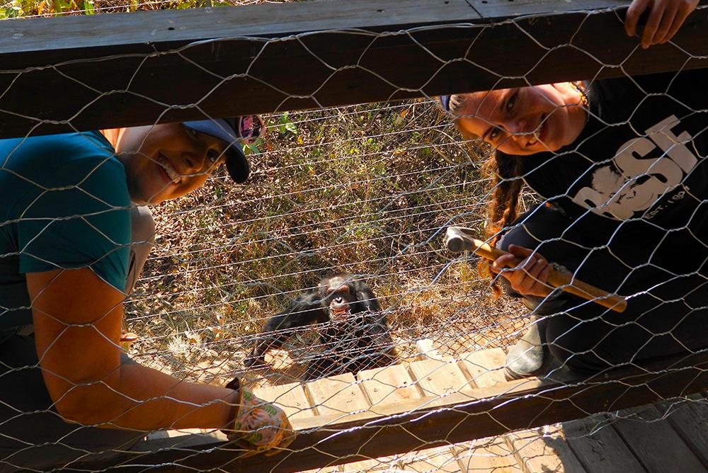 Volunteers with a Smiling Chimp