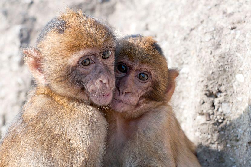 Barbary Macaques