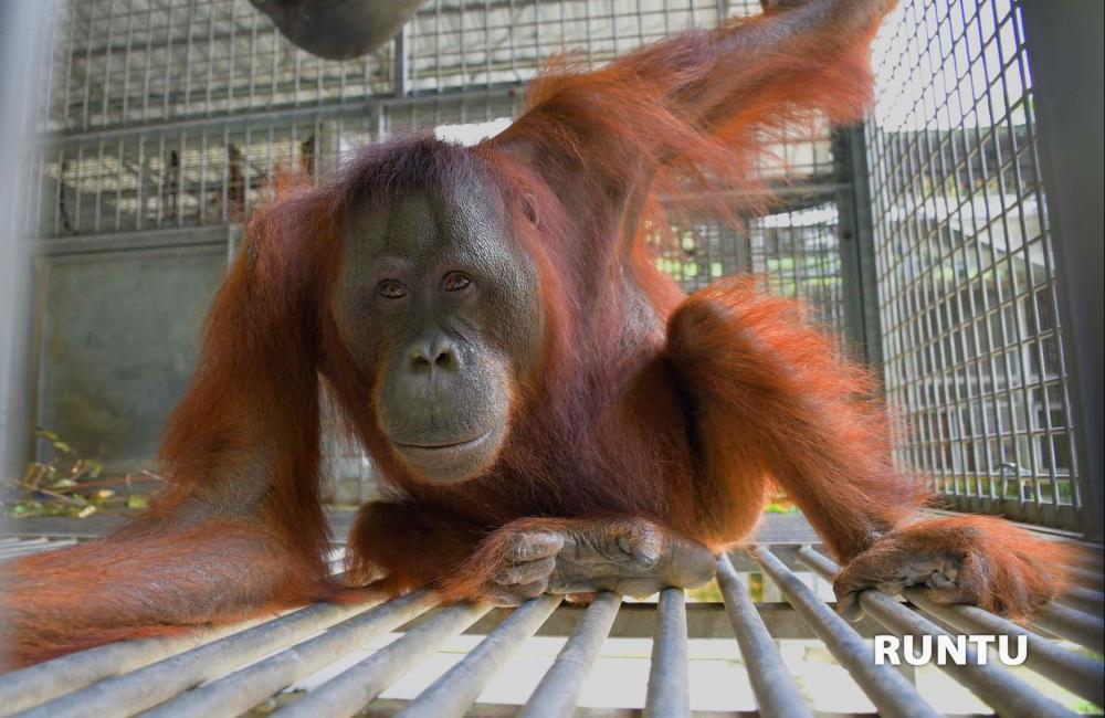 Runtu the Orangutan - Nyaru Orangutan Orangutan Sanctuary Release Candidate