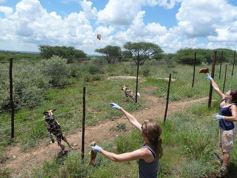 Feeding Wild Dogs