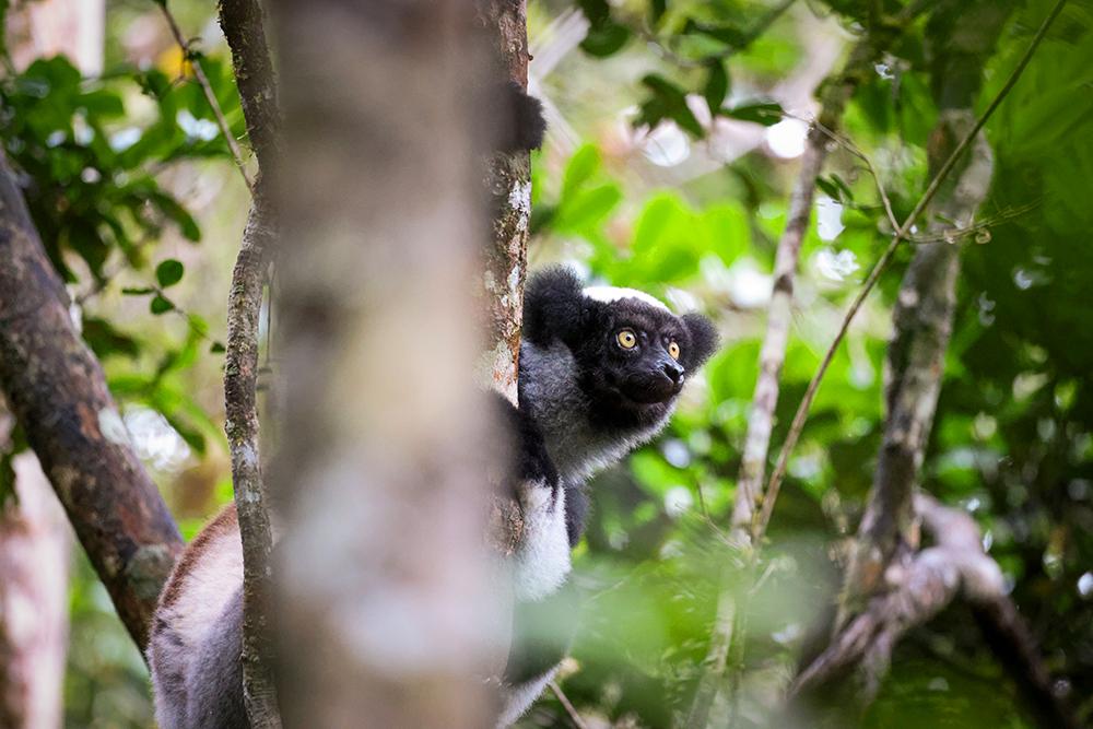 Lemur Research Project in Madagascar