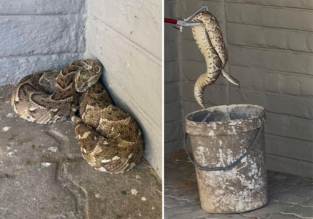 Snake Removal Before and After