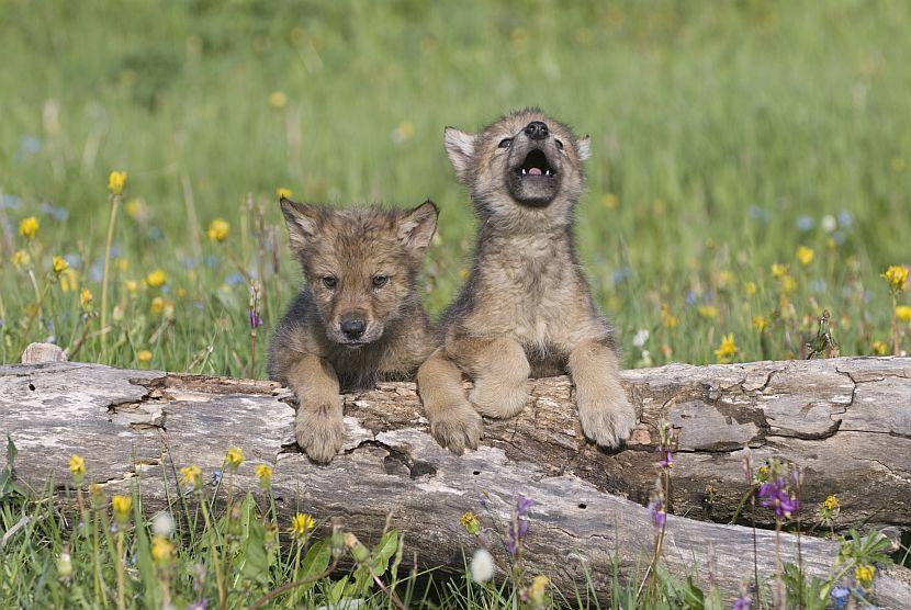 Howling baby wolf