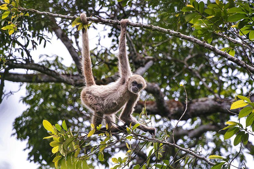 Northern muriqui