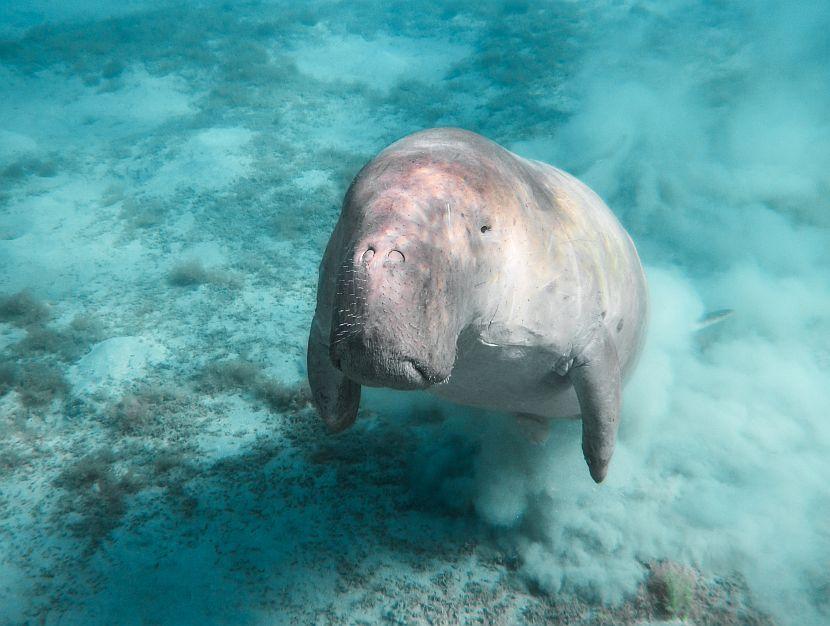 Dugong