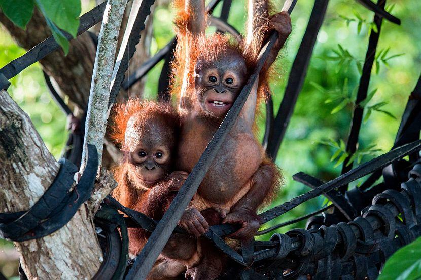 Be an Orangutan Sanctuary Volunteer