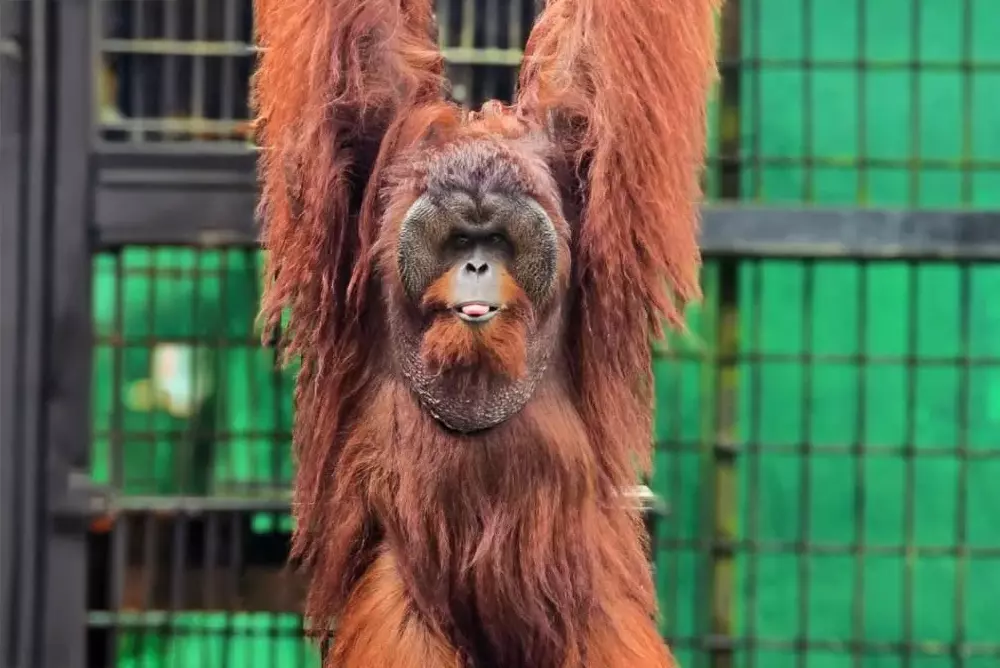 Carlos the Orangutan