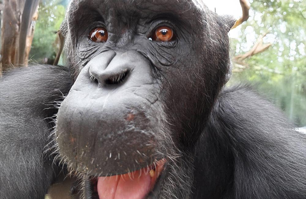 Meet Claude: Chimp Eden - The Jane Goodall Institute