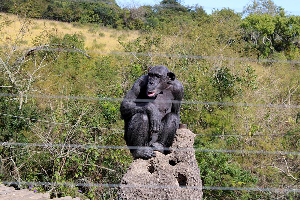 Rescued Chimpanzee Jessica at the Chimp Eden Sanctuary