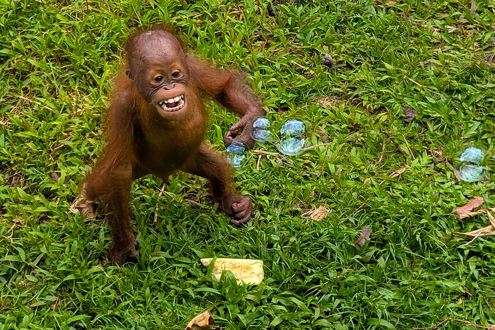 Baby Orangutan Playing with Enrichment Bubbles