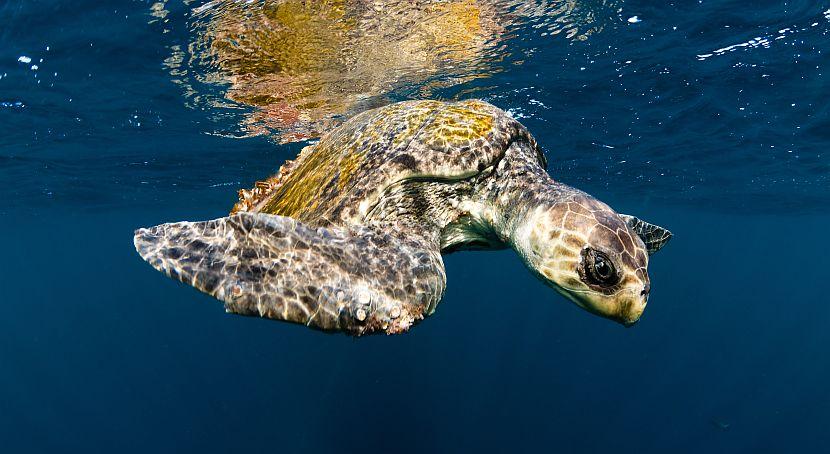 Olive Ridley