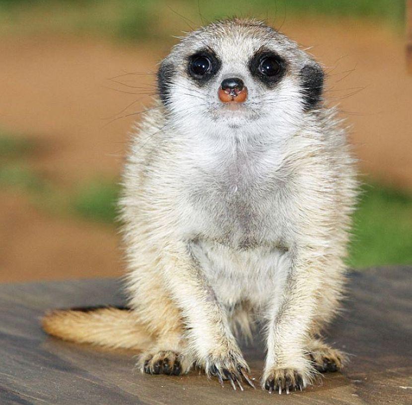 Namibia Meerkat