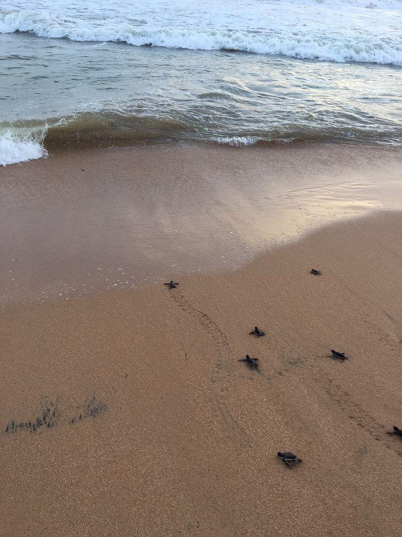 Sea Turtle Hatchlings