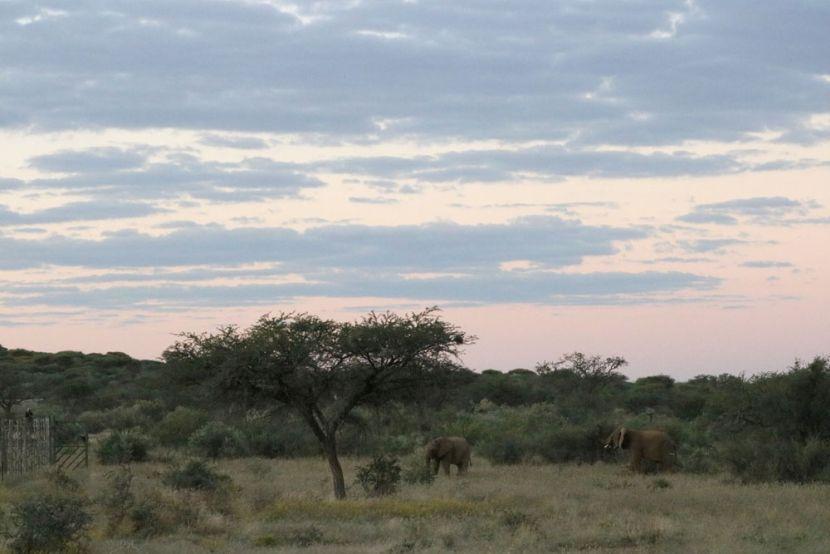 releasing elephants into the wild in Namibia 