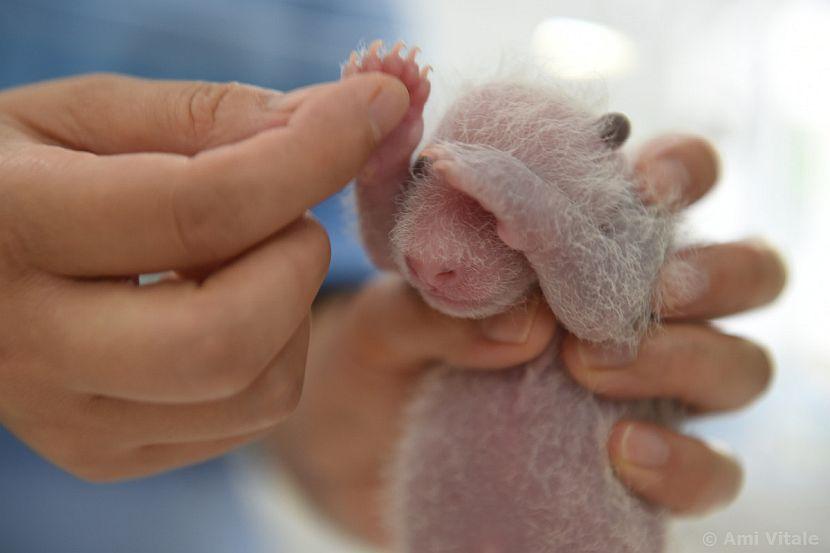 Baby panda cub