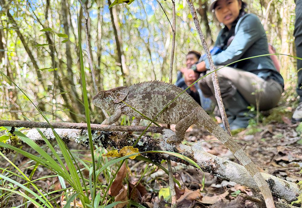 Chameleon Survey
