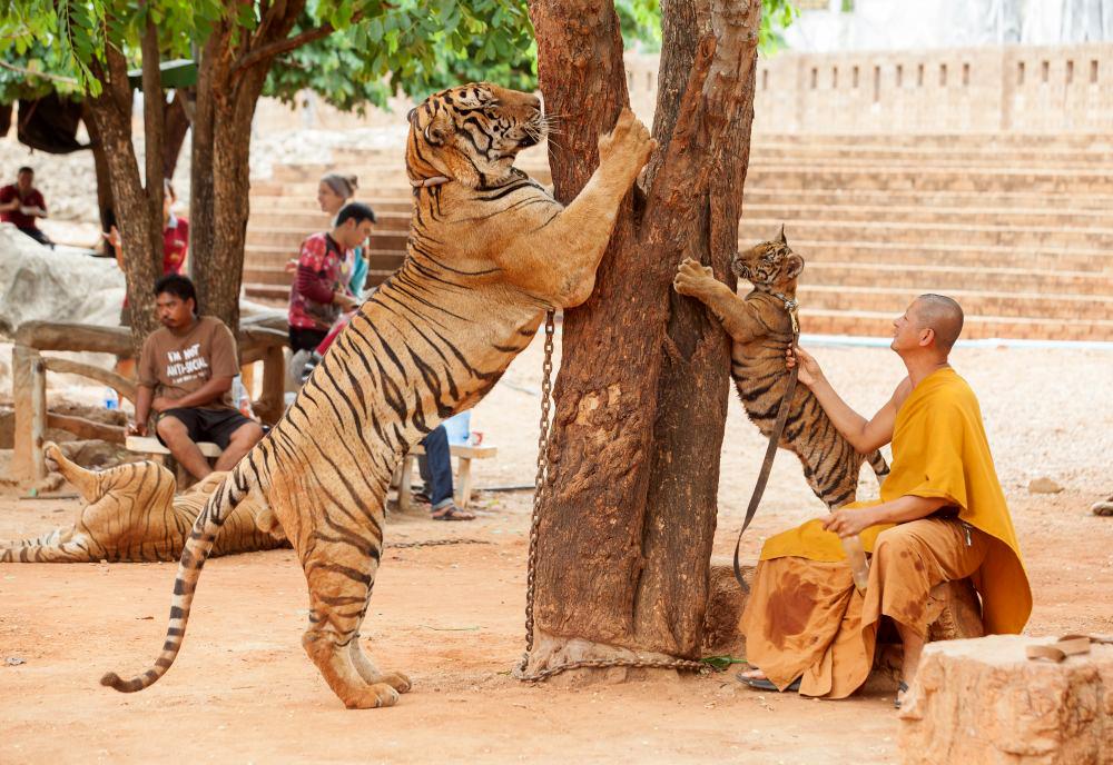 Tiger Exploitation @ Infamous Tiger Temple