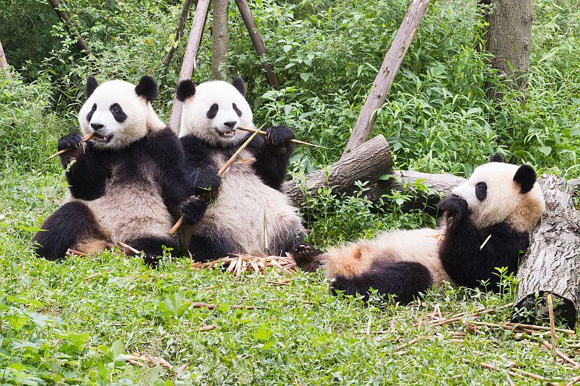 Giant Panda Coat