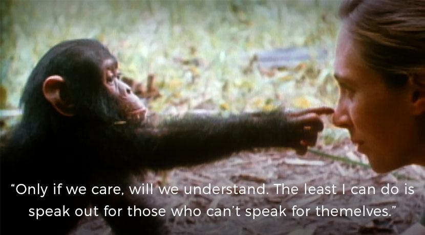 Jane Goodall National Geographic