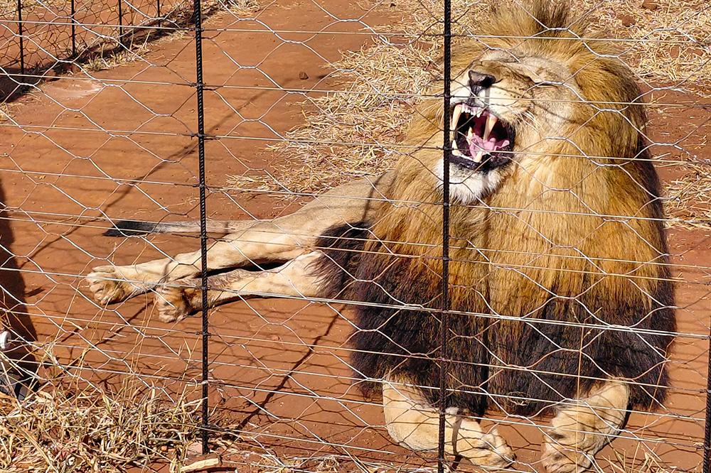Lion at the SanWild Sanctuary