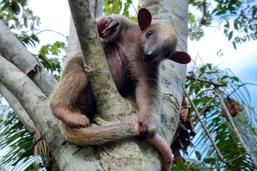 Peru Wildlife Sanctuary