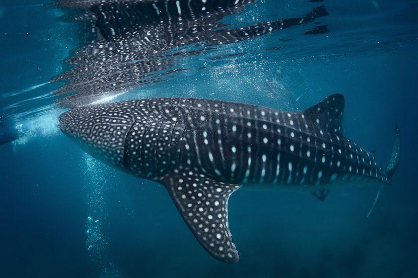 Whale Shark