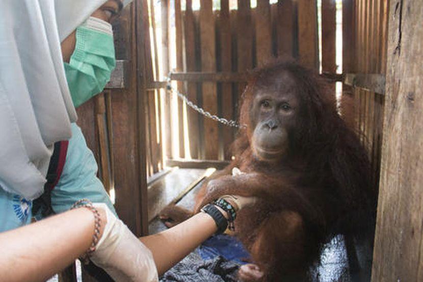 Orangutan rescue