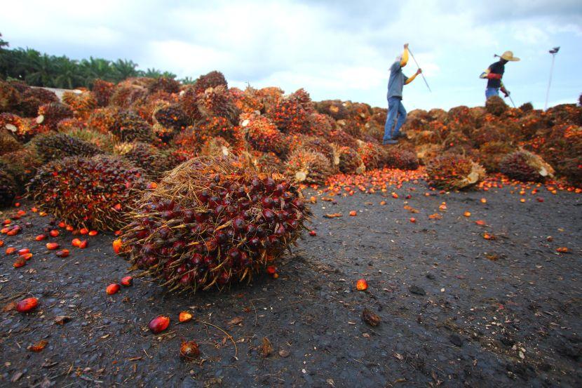 palm oil fruits