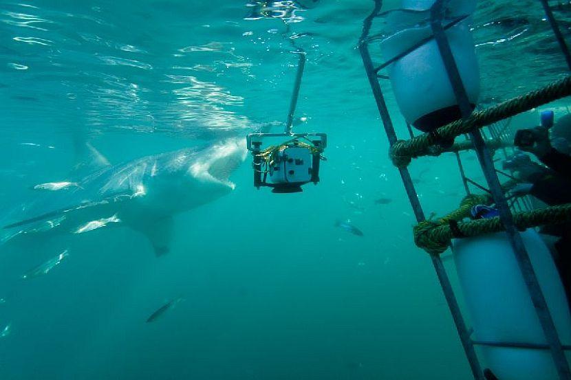 Great White Shark Cage Dive