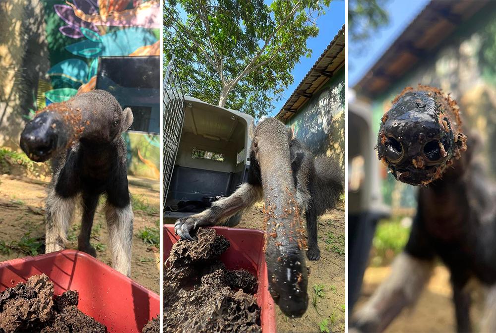 Rescued anteater happily eating ants now living safe at the sanctuary