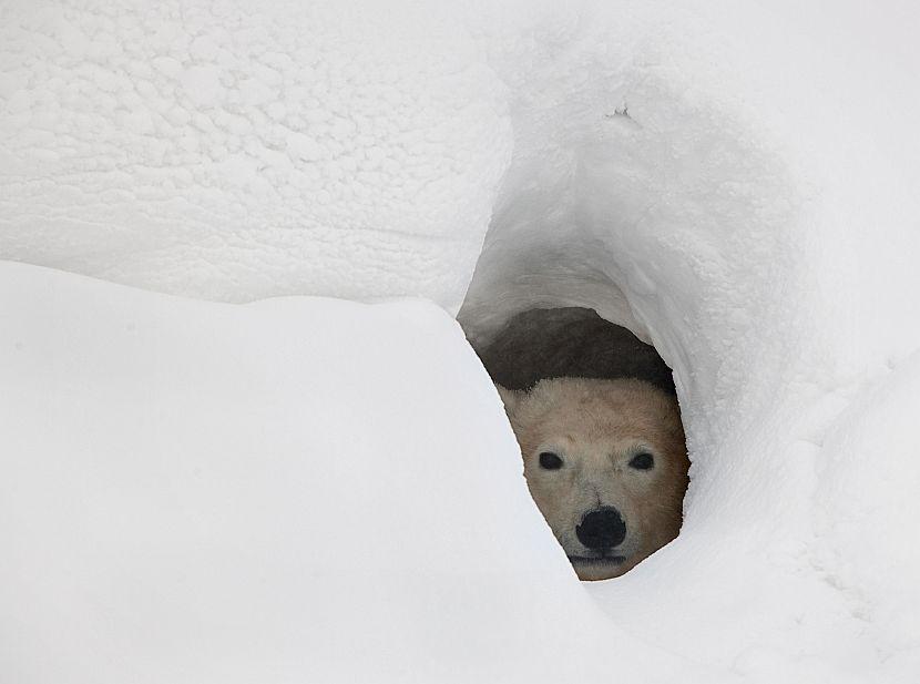 Polar Bear Den