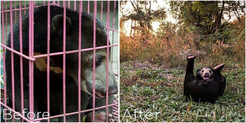 Missy Malayan Sun Bear Laos Wildlife Sanctuary 