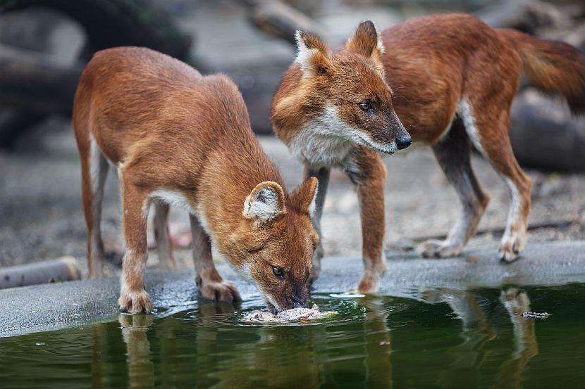 Red Wolf