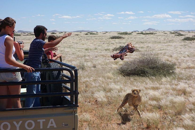 Namibia Carnivore Feeding