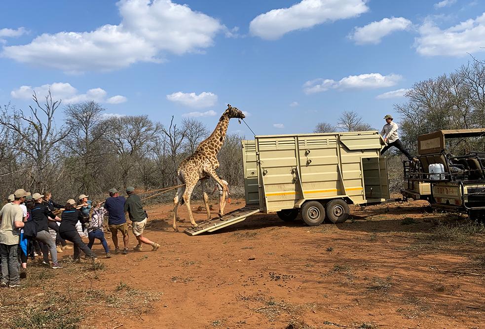 Volunteers Loading Giraffe into Trailer