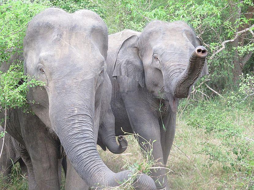 Smiling elephants