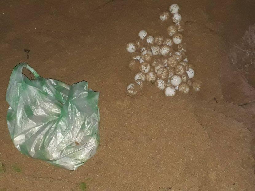 turtle eggs on the beach in Sri Lanka 