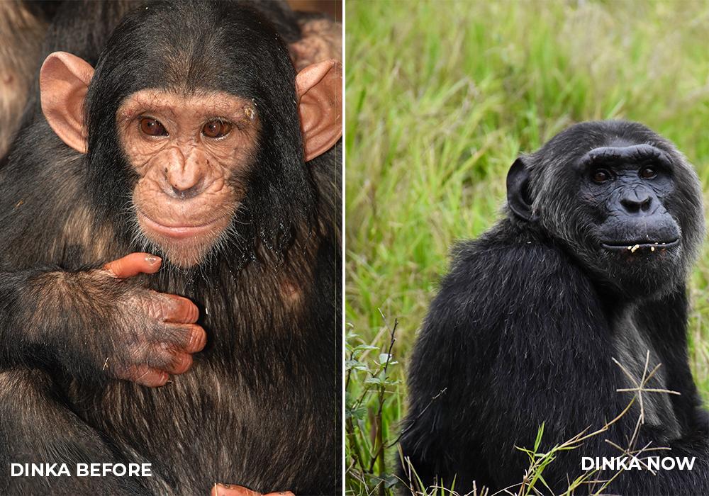 Rescued Chimp Dinka - Before and After Life at Chimp Eden