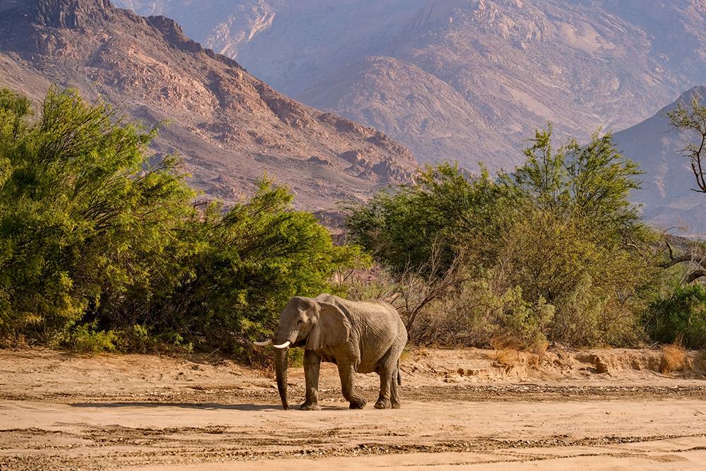 Late Mathilda - Desert Elephants in Namibia