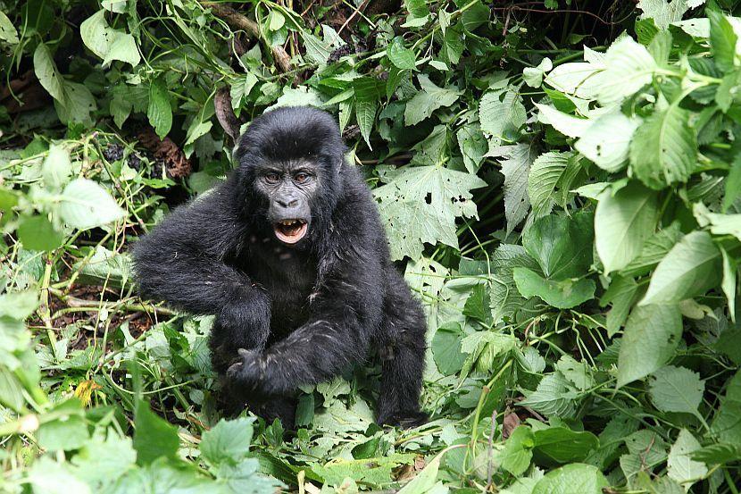 Baby Gorilla