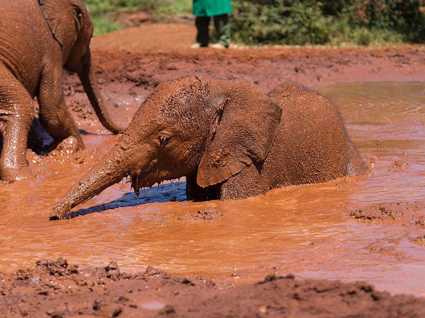 Baby Elephant